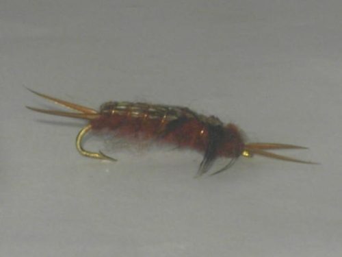 Brown Hellgramite Fly