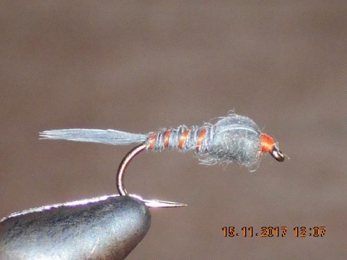 Gray goose nymph