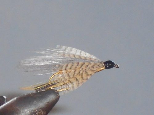 Gray ghost fly