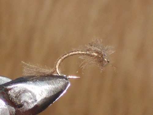 CDC Cphemara Vulgate Spent Fly