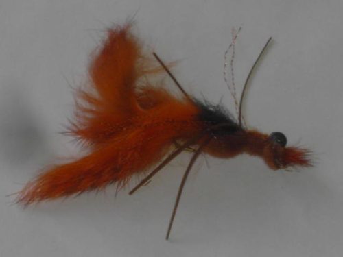 Crawdad crab brown fly