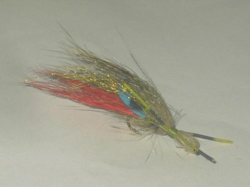 Red tail bullethead fly