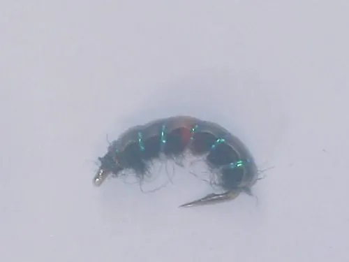 Czech nymph 1