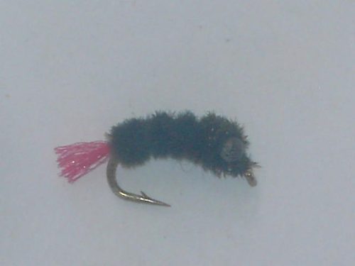 Double eye black nymph