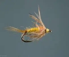 Pale Morning Dun (PMD) mayfly nymph